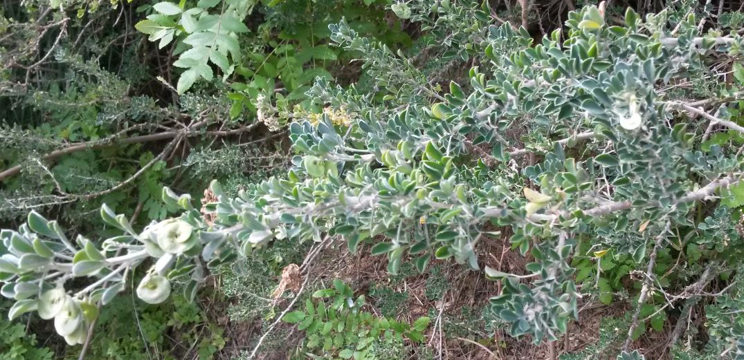 Medicago arborea / Erba medica arborea